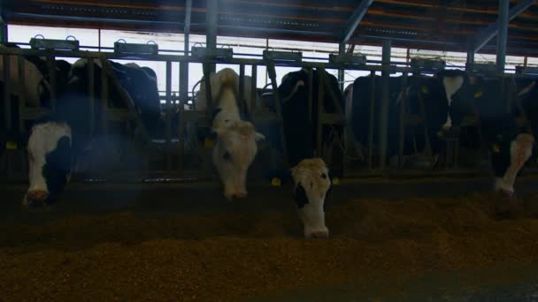 Agriculture Cattle Cows Farm Indoors — Stock Video