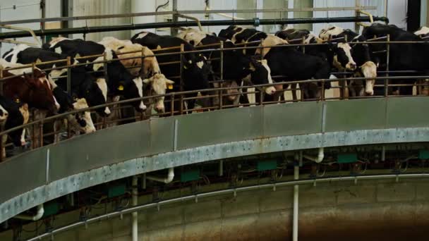 Agriculture Cattle Cows Farm Indoors — Vídeo de Stock