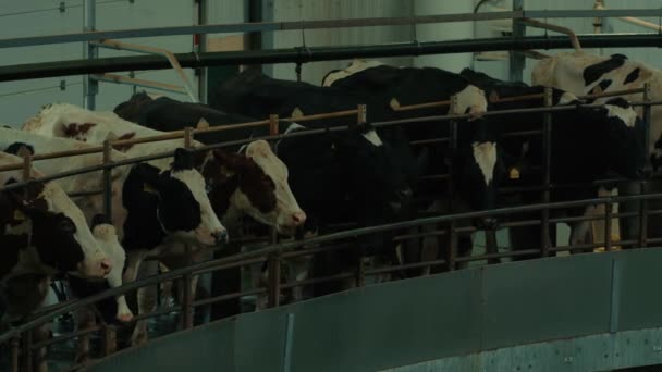 Agriculture Cattle Cows Farm Indoors — Stock Video