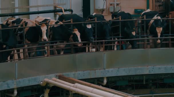 Agriculture Cattle Cows Farm Indoors — Stock Video