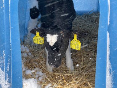 Soğuk kış günü çiftlikte mavi plastik bir sığınağın içinde samanların üzerinde duran sevimli siyah beyaz buzağı.