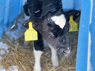 Soğuk kış günü çiftlikte mavi plastik bir sığınağın içinde samanların üzerinde duran sevimli siyah beyaz buzağı.