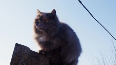 Evcil kedi temiz havada dinleniyor.