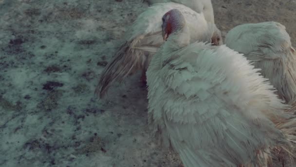Common White Turkeys Walking Paddock Farm — Vídeo de Stock