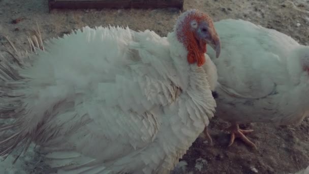 Common White Turkeys Walking Paddock Farm — стоковое видео
