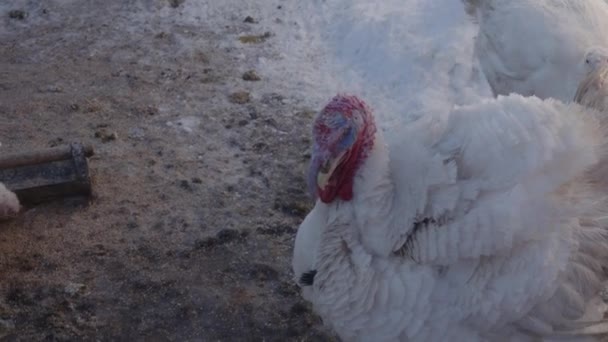 Common White Turkeys Walking Paddock Farm — стоковое видео