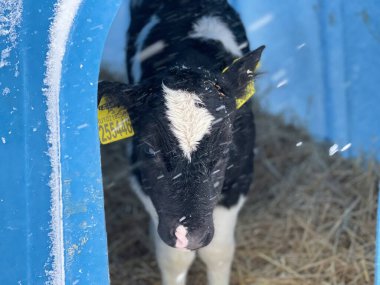 Soğuk kış günü çiftlikte mavi plastik bir sığınağın içinde samanların üzerinde duran sevimli siyah beyaz buzağı.