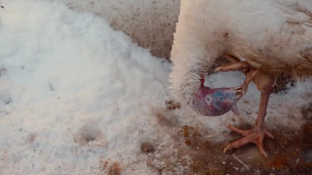 Turkey cleans his paw in winter season. Domestic animal takes care of itself on walk in farmyard. Close up. — Stock Video