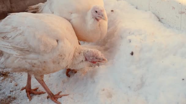 Puten Fressen Winter Schnee Haustiere Fressen Schnee Bei Spaziergängen Hof — Stockvideo