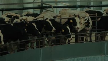 Kulağında otomatik süt etiketi olan yetişkin inekler. Robot sağma makinesinde dönen hayvanlar. Süt ürünleri fabrikasında çalışmayı kolaylaştırma kavramı.