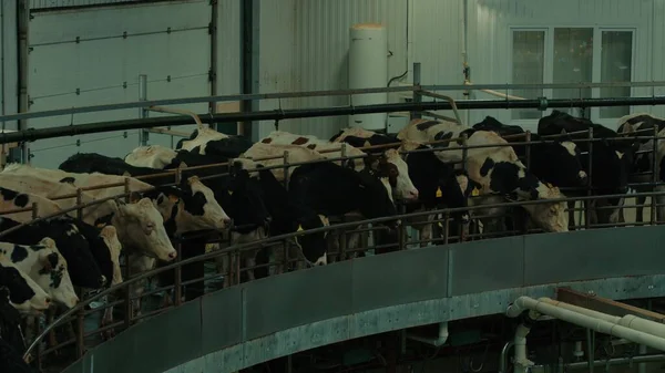 Milchkühe Auf Rundmelkmaschine Verarbeiten Automatisierte Ausrüstung Zum Melken Von Kühen — Stockfoto