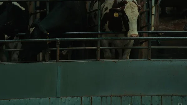 Αρμέγοντας Αγελάδες Στο Καρουζέλ Αυτόματο Βιομηχανικό Σύστημα Άρμεγμα Περιστροφικό Αγελάδες — Φωτογραφία Αρχείου