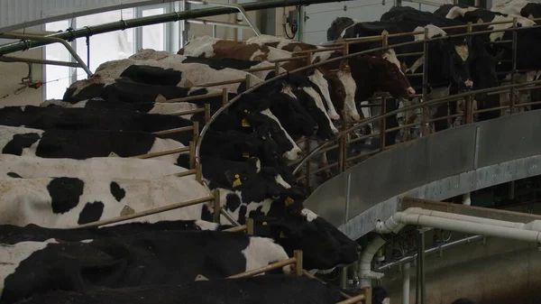 Milking Cows Carousel Automatic Industrial Milking Rotary System Dairy Cows — Stock Photo, Image