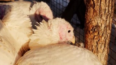 Kapalı yerde dinlenen hindiler. Evcil hayvanlar soğuk ve güneşli havada yan yana güneşlenirler. Kapat..