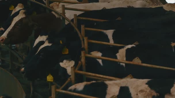 Vacas adultas con etiquetas en las orejas en el ordeño automático. Animales girando en la máquina de ordeño robótica. Concepto de facilitar el trabajo en la fábrica lechera. — Vídeo de stock