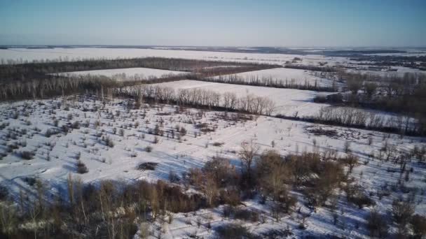 Vista aérea de campos con árboles en temporada de invierno. Pájaros vista del campo cubierto de nieve en tiempo soleado. — Vídeos de Stock