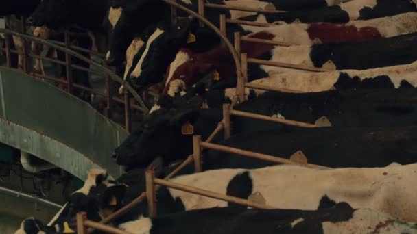 Erwachsene Kühe mit Ohrmarken beim automatisierten Melken. Tiere, die sich auf Melkrobotern drehen. Konzept zur Erleichterung der Arbeit in der Milchfabrik. — Stockvideo