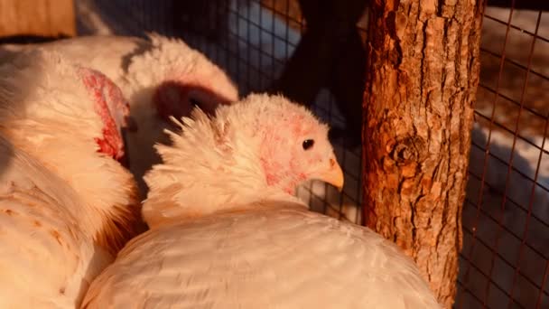 Turkeys resting in enclosure. Domestic animals bask standing next to each other in cold and sunny weather. Close up. — Stock Video