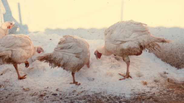 Dindes mangeant de la neige en hiver. Animaux domestiques mangeant de la neige sur la promenade dans la cour de ferme. Gros plan. — Video