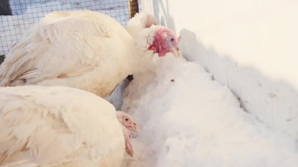 Pavo comiendo nieve en invierno. Animales domésticos comiendo nieve a pie en el corral. De cerca.. — Vídeo de stock