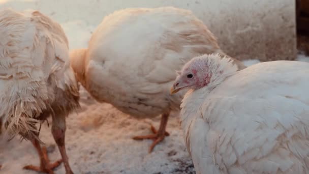 Pavo caminando en el recinto en temporada de invierno. Animales domésticos a pie en el corral. De cerca.. — Vídeos de Stock