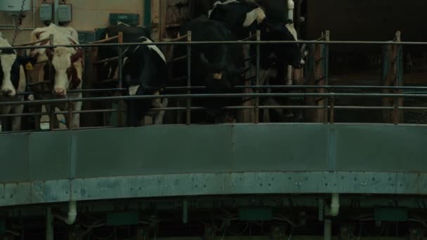 Adult cows with tags on ears on automated milking. Animals spinning on robotic milking machine. Concept of facilitating labor in dairy factory. — Stock Video