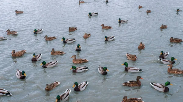 冬天下雪天,美丽的鸭子在河里游泳.一群鸭子在冷水中游泳 图库照片