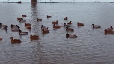 Kışın karlı havada nehirde yüzen güzel ördekler. Soğuk suda yüzen bir ördek sürüsü.