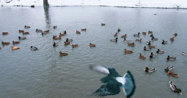 Belos patos nadando no rio no inverno em tempo nevado. Um bando de patos nadando em água fria — Fotografia de Stock