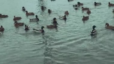 Kışın karlı havada nehirde yüzen güzel ördekler. Soğuk suda yüzen bir ördek sürüsü.