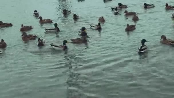 Beaux canards nageant dans la rivière en hiver par temps neigeux. Un troupeau de canards nageant dans l'eau froide — Video