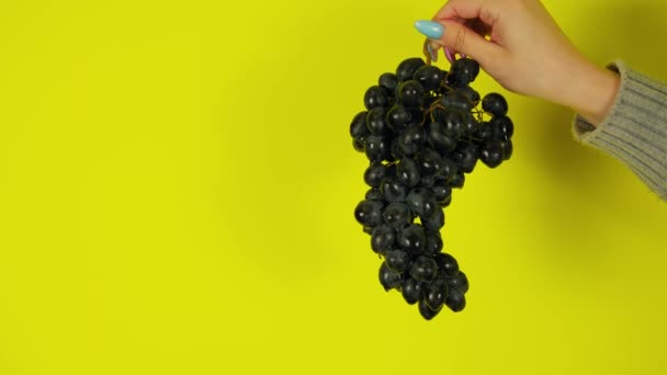 Person holding bunch of ripe black grape. Crop hand demonstrating bunch of ripe wet grape on bright yellow background — Stock Video