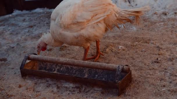 Turquie marche en enclos en saison hivernale. Animaux domestiques en promenade dans la cour de ferme. Gros plan. — Video