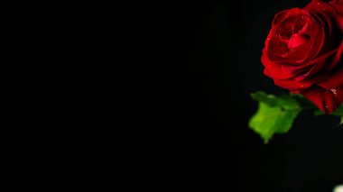 Karanlık odada parlak kırmızı bir gül. Yukarıdan yeşil yapraklı kırmızı gül ve siyah arka planda kırmızı taç yaprakları.