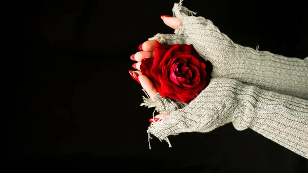 Woman Sweater Red Rose Black Background Red Rose Hand Black — Stock Photo, Image