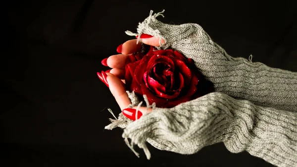 Kobiece Dłonie Trzymające Czerwoną Różę Czarnym Tle Nierozpoznawalna Kobieta Czerwonym — Zdjęcie stockowe