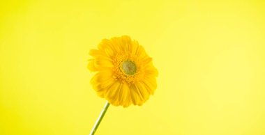Güzel Gerbera çiçeği. Sarı arkaplanda bir sarı çiçek