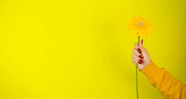Die Hand Einer Jungen Frau Mit Einer Gelben Blume Ernte — Stockfoto