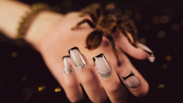年轻姑娘的手 有修指甲和黑色背景的大蜘蛛 指甲上有图案的无法辨认的人 护理与美的概念 图库照片