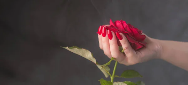 Mujer Cosecha Con Uñas Rojas Flor Rosa Alto Ángulo Cultivo —  Fotos de Stock