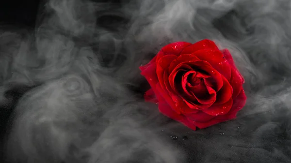 Rosa Roja Pesada Abstracta Fondo Negro Humo Con Pétalos Rosa — Foto de Stock