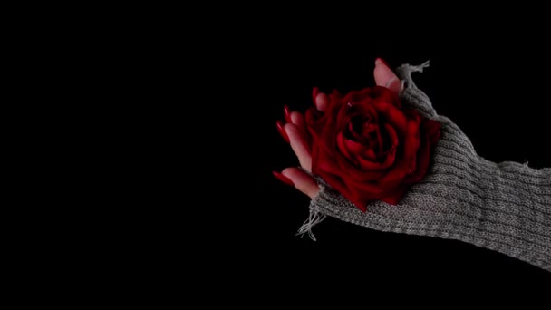 Femme en pull avec rose rouge sur fond noir. De dessus de rose rouge à la main sur fond noir — Video