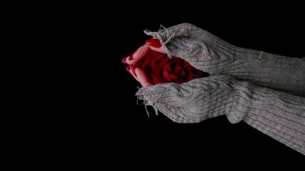 Γυναίκα σε πουλόβερ με κόκκινο τριαντάφυλλο σε μαύρο φόντο. Από πάνω από το κόκκινο αυξήθηκε στο χέρι σε μαύρο φόντο — Αρχείο Βίντεο