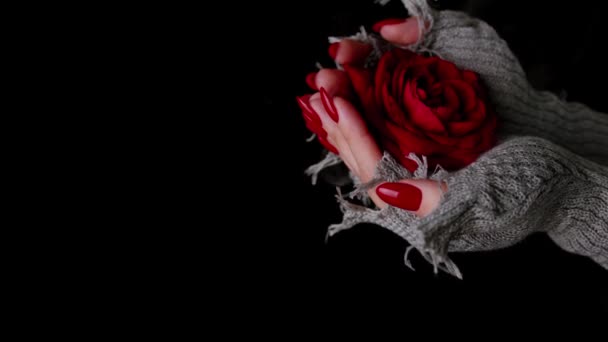 Vrouwen handen houden rode roos op zwarte achtergrond met verdampende stoom. Onherkenbare vrouw met rode manicure in stijlvolle gebreide handschoenen met rozenknop. Concept van schoonheid en romantiek. — Stockvideo