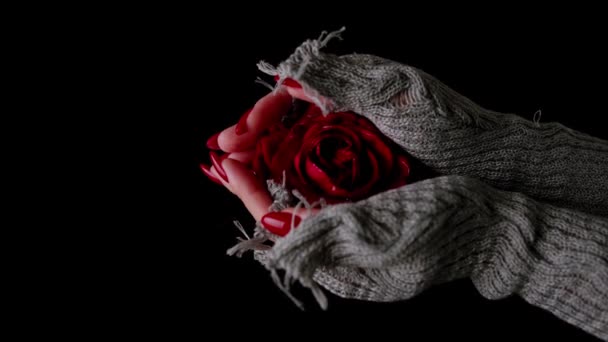 Womens hands holding red rose on black background. Unrecognizable woman with red manicure in stylish knitted gloves showing rosebud. Concept of beauty and romantic. — Stock Video