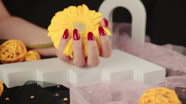 Van bovenaf van gewas anonieme vrouwen met trendy rode manicure houdt in zijn handen helder geel Gerbera bloem in donkere kamer — Stockvideo