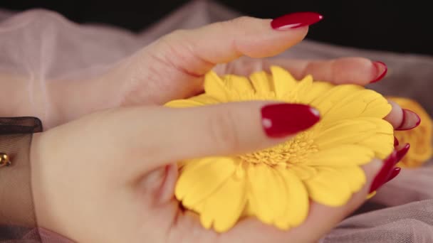 Shora z obilí anonymní ženy s trendy červenou manikúrou drží v rukou jasně žlutou Gerbera květinu v tmavé místnosti — Stock video