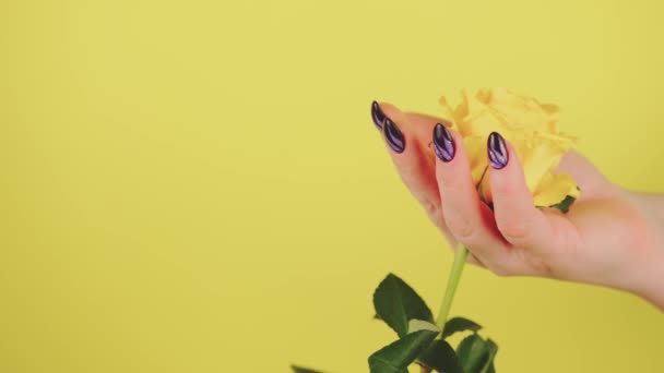 Erwachsene Frauenhand mit gelber Blume. Ernte unkenntlich Person mit Maniküre hält Gerbera auf gelbem Hintergrund. — Stockvideo