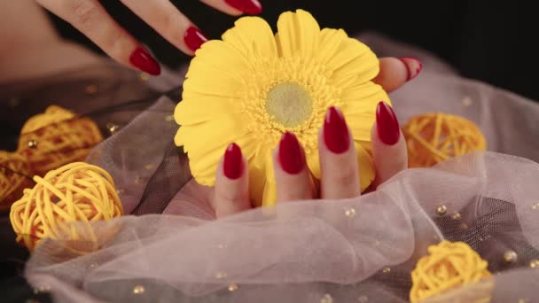 Van bovenaf van gewas anonieme vrouwen met trendy rode manicure houdt in zijn handen helder geel Gerbera bloem in donkere kamer — Stockvideo