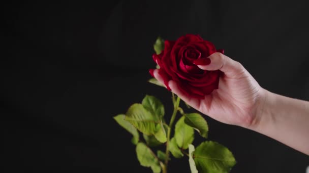 Erntehelfer mit roter Rose. Von oben die Hand eines Unbekannten, der eine rote Rose mit grünen Blättern hält — Stockvideo